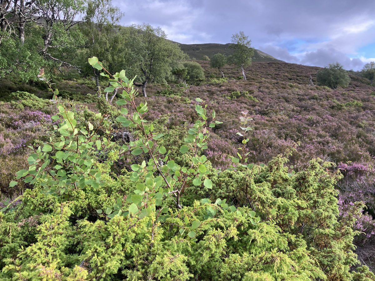 Juniper acting as a nurse plant for aspen suckers in the Cairngorms, with heather just beginning to go purple! Always interesting to see natural processes in action.