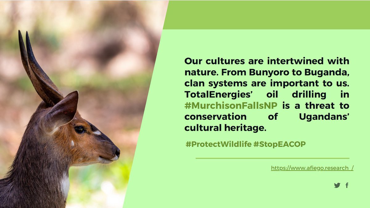 Our cultures are intertwined with nature. From Bunyoro to Buganda, clan systems are important to us. <a href="/TotalEnergiesUG/">TotalEnergies Uganda</a>’s oil drilling in #MurchisonFallsNP is a threat to conservation of Ugandans’ cultural <a href="/350Africa/">350 Africa</a> <a href="/CANAfrica1/">CAN Africa</a> <a href="/DontGasAfrica/">@dontgasafrica.bsky.social</a> <a href="/AfricaCoalNet/">Africa Coal Network</a> <a href="/Greenpeaceafric/">Greenpeace Africa</a>