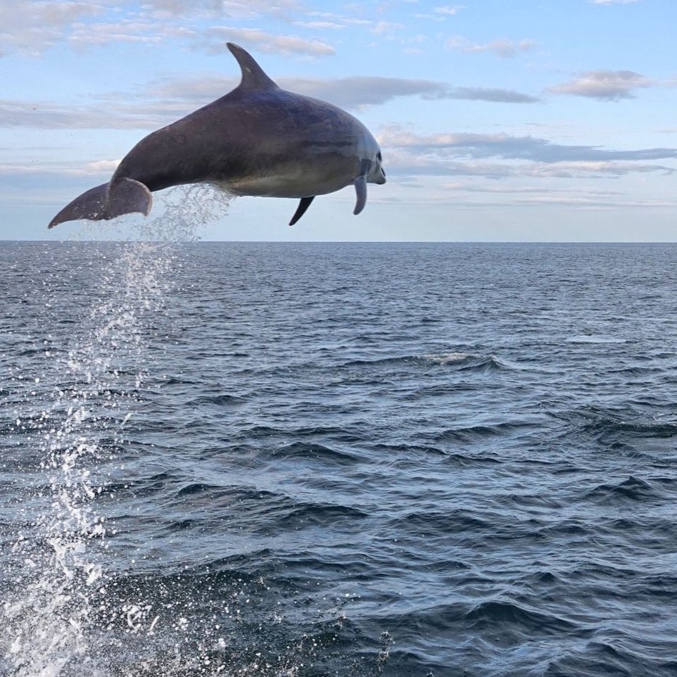 #feelgoodfriday  Who wants be as happy as this 🐬🩵🌊brilliantly captured by Nicola Warren 📸on @berwickboattrip @scenicnorthumberland 
Thanks for a great photo Nicola 
Who wants to see dolphins 🐬🐬🐬

#fridayvibes #fridayfeeling #weekendmood #dolphins #berwick #boattrip