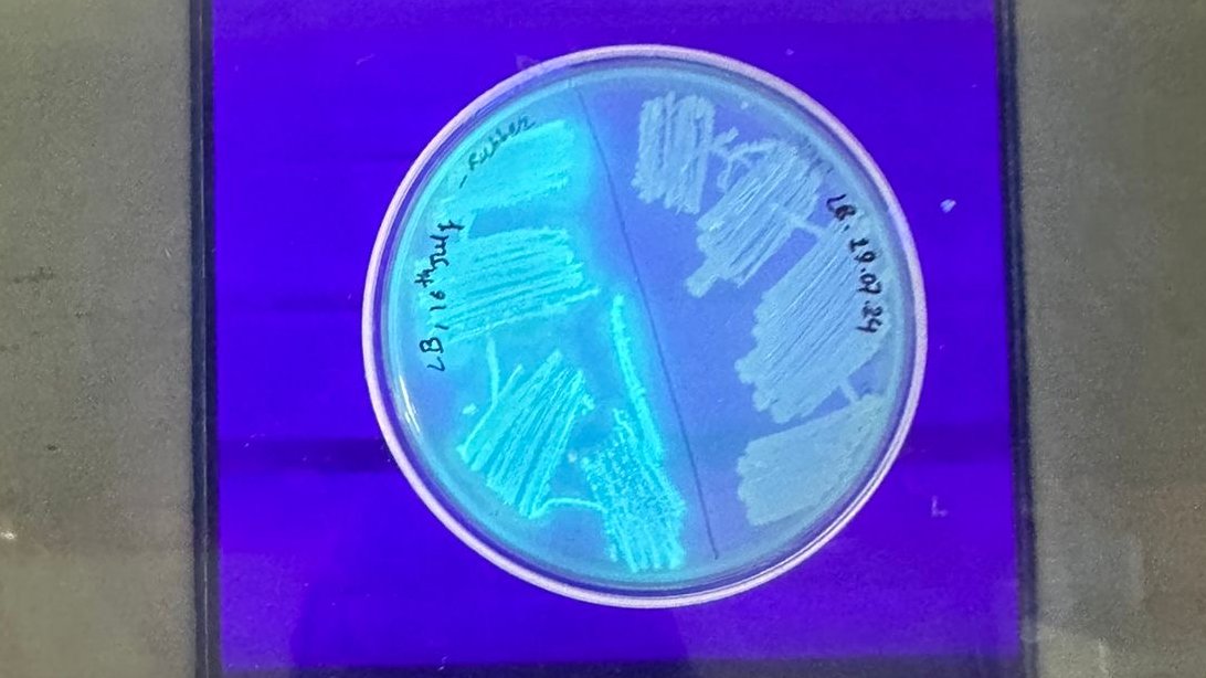DoerrLab's tweet image. And that concludes our workshop in Nepal! Successfully cloned NDM carbapenemases? Check! Isolated bacteria that can eat styrofoam and motor oil from Bagmati River AND fluoresce under UV? Check! @rajbhandari_33 @karmamonima @guavadk @utsavRIBB @AnkitSh03786959
