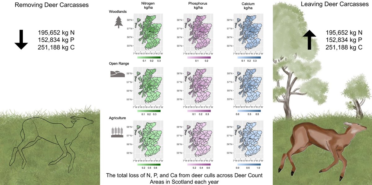 Chris Hirst (@chrismahirst) on Twitter photo 1/7 Excited to share our new research published in @BESJournals <a href="/AER_ESE_BES/">Applied Ecol. Resources|Ecol. Solutions & Evidence</a> <a href="/KristyFerraro/">Kristy Ferraro π¦π©π»βπ¬ & ππ</a>! We found that removing culled deer carcasses in Scotland may be draining environments of vital nutrients. π¦π΄σ §σ ’σ ³σ £σ ΄σ Ώ #EcologyResearch #DeerManagement
doi.org/10.1002/2688-8β¦ 1/7 Excited to share our new research published in @BESJournals <a href="/AER_ESE_BES/">Applied Ecol. Resources|Ecol. Solutions & Evidence</a> <a href="/KristyFerraro/">Kristy Ferraro π¦π©π»βπ¬ & ππ</a>! We found that removing culled deer carcasses in Scotland may be draining environments of vital nutrients. π¦π΄σ §σ ’σ ³σ £σ ΄σ Ώ #EcologyResearch #DeerManagement
doi.org/10.1002/2688-8β¦