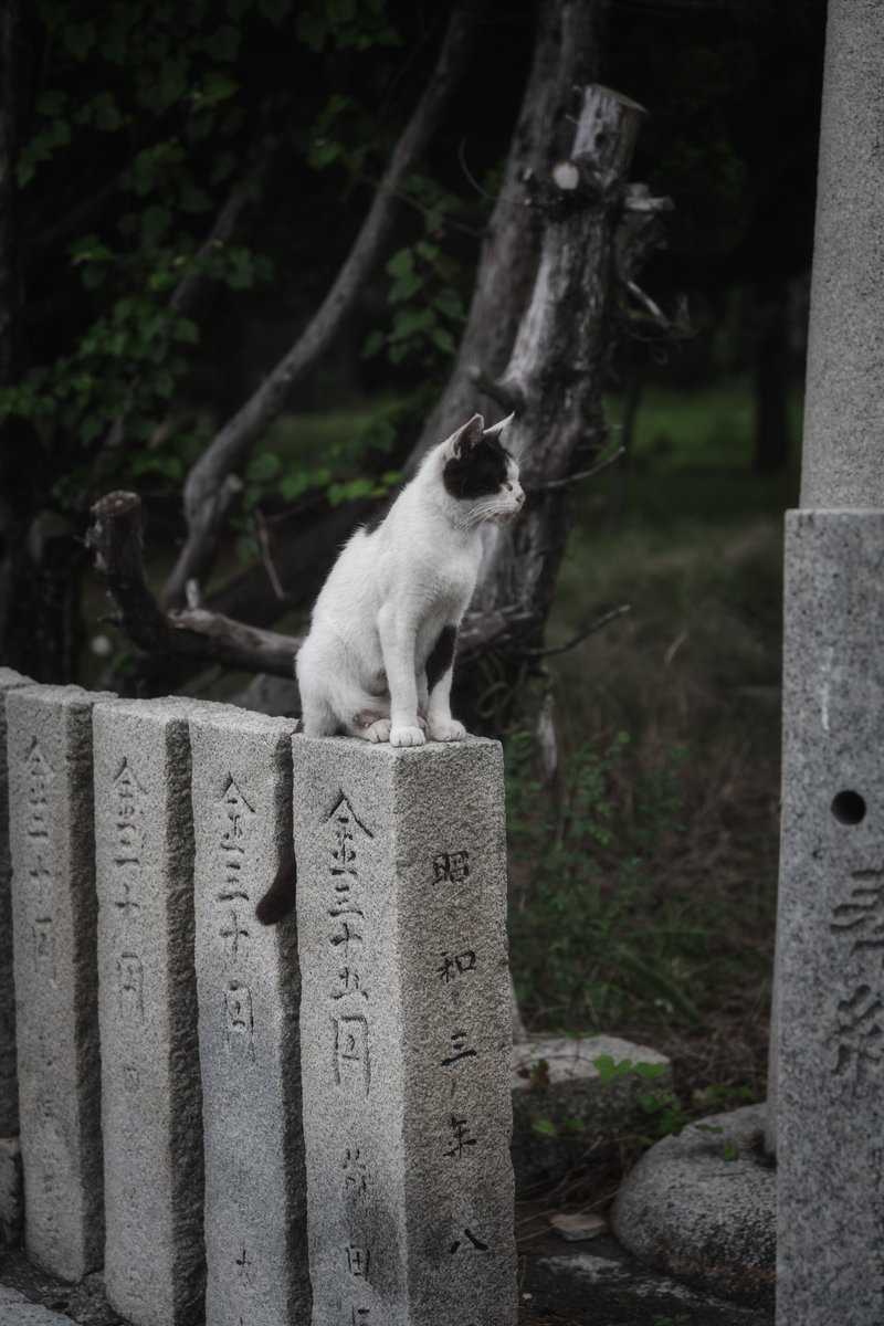 ta2funk's tweet image. 人の数より猫の方が多い島に行ってきました