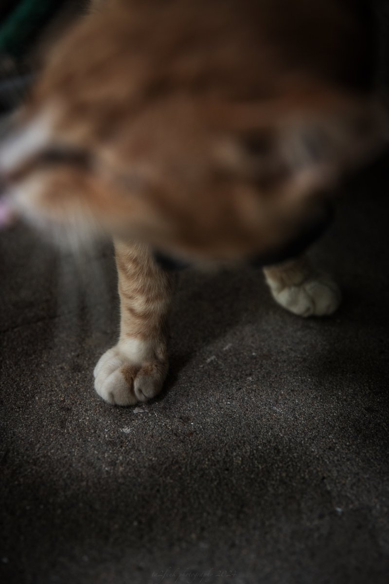 ta2funk's tweet image. 人の数より猫の方が多い島に行ってきました