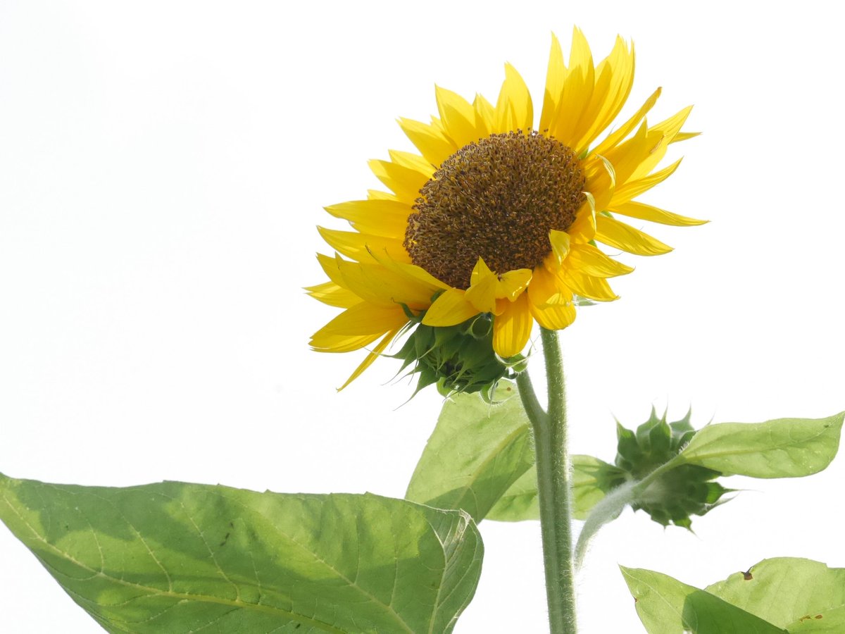 Yuka_photo6's tweet image. 夏🌻！！！！！！！

#lumix
#LUMIXGH7