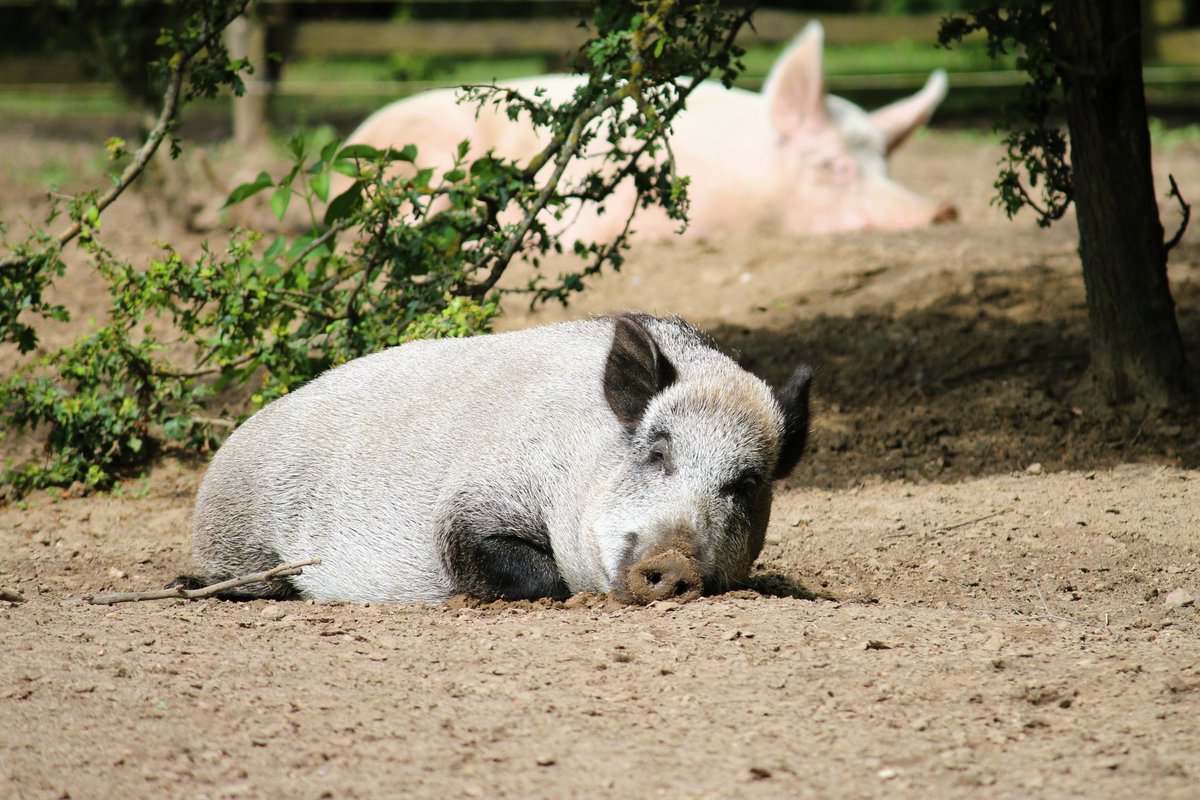 In einen Koffer passt Resi heute nicht mehr. 🐗 ❤
Vor 5 Jahren hat sie ihre Reise ins #landdertiere angetreten und lebt seitdem zusammen mit ihrer Wildschweinfreundin Pippa und den anderen Schweinen im Schweineland. ℹ️ Mehr zu ihrer Geschichte: ➡️ land-der-tiere.de/resi-rettungst…