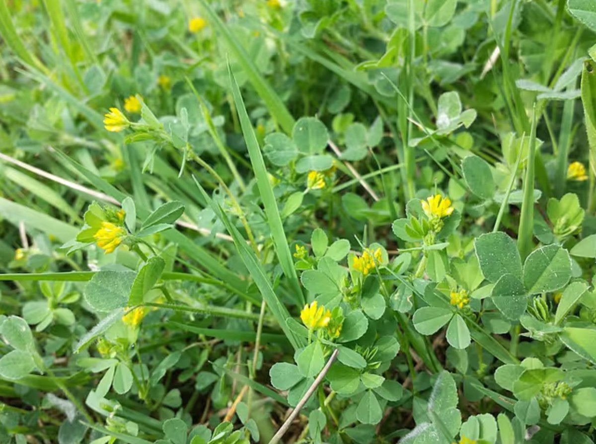 UCD Research (@ucd_research) on Twitter photo Congratulations <a href="/GrahamMHughes/">GMHughes</a>, @Kherronism and
<a href="/CartneyAnn/">Ann Mc Cartney</a>! ☘️☘️☘️
Read about their fascinating study exploring the genetic diversity and evolutionary history of the Trifolium dubium - known to many as the shamrock - here: tridubire.github.io
<a href="/ucddublin/">University College Dublin</a> <a href="/UCDSBES/">Sch. Biol. & Env. Sc</a> <a href="/ucdscience/">UCD Science</a> Congratulations <a href="/GrahamMHughes/">GMHughes</a>, @Kherronism and
<a href="/CartneyAnn/">Ann Mc Cartney</a>! ☘️☘️☘️
Read about their fascinating study exploring the genetic diversity and evolutionary history of the Trifolium dubium - known to many as the shamrock - here: tridubire.github.io
<a href="/ucddublin/">University College Dublin</a> <a href="/UCDSBES/">Sch. Biol. & Env. Sc</a> <a href="/ucdscience/">UCD Science</a>