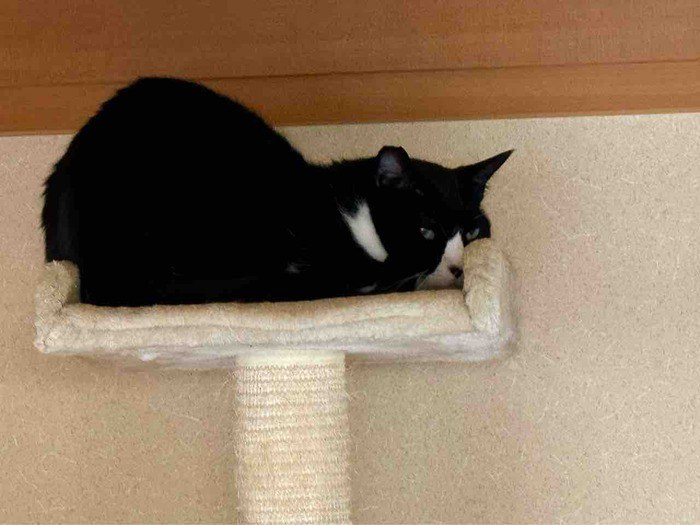 onichansol's tweet image. am chillin $oni