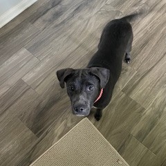 HoustonSPCA's tweet photo. ☀️ Adoption spotlight ☀️
We're thrilled to share an update on Poppy, now named Katie!
"Katie has settled in nicely and is loved completely. She loves playing with her brother and adores cuddling. 😂."
#AdoptionUpdate #HappyTails #HoustonSPCA https://t.co/vM33oa9rV2