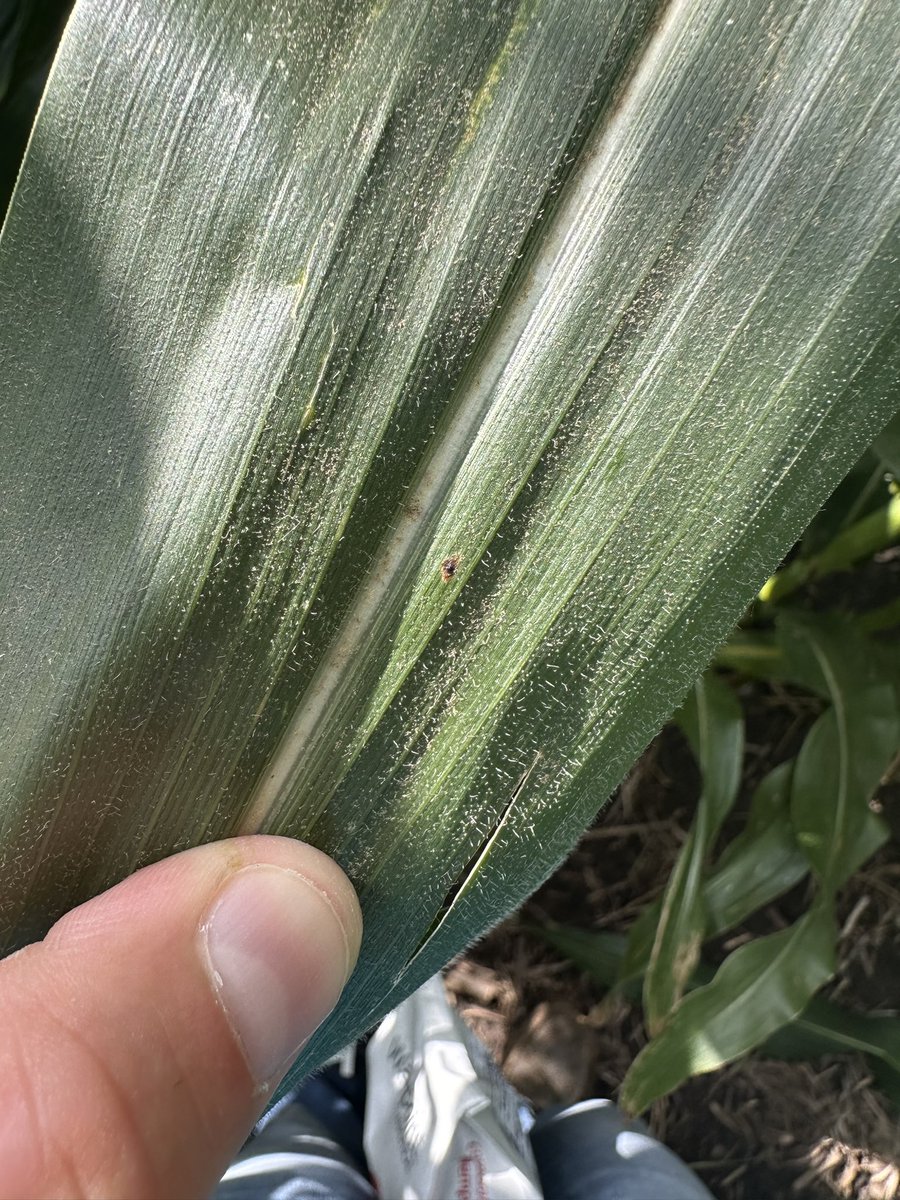 Dyna-Gro Seed, Cornbelt East tweet media