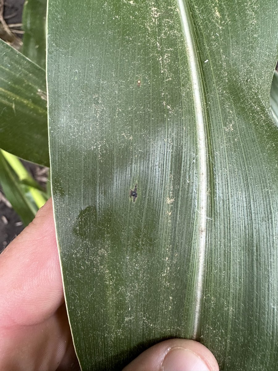 Dyna-Gro Seed, Cornbelt East tweet media