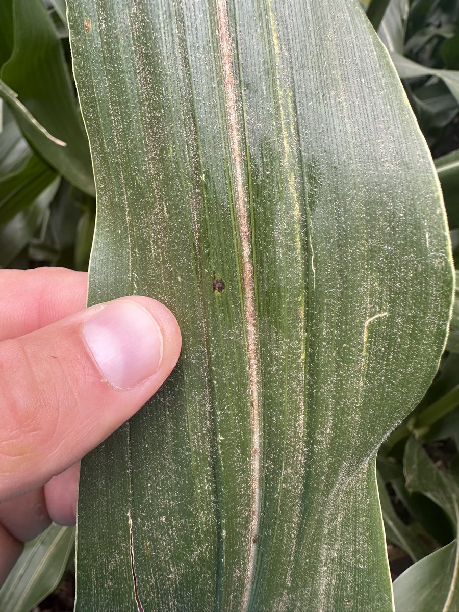 Dyna-Gro Seed, Cornbelt East tweet media