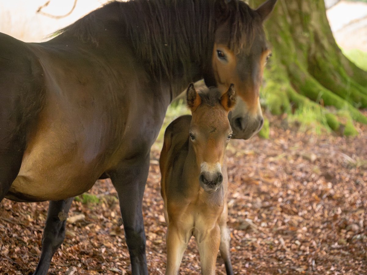 Foal no.6 has arrived at Bamff Wildland.
Meet Ardura, born to Rhum (and Peter Parker).