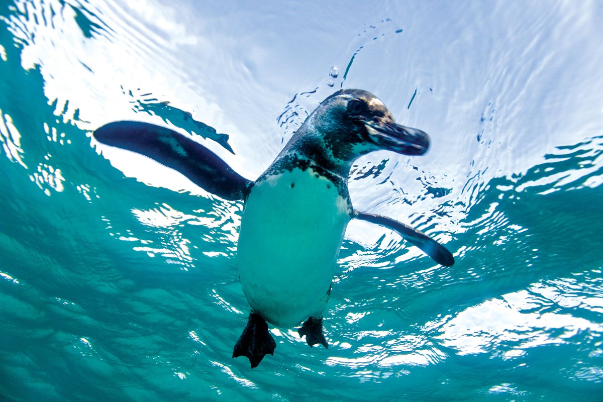 MrsMorgado1's tweet image. Gearing up and making final preparations this week for Expedition to Galapagos with @LindbladExp  and @NatGeoEducation You can follow the journey here: storymaps.com/stories/973773…
#educatorexplorer, #whereiexplore #grosvenorteacherfellow
📸 Photo Credit: LEX CES Lindblad Expeditions