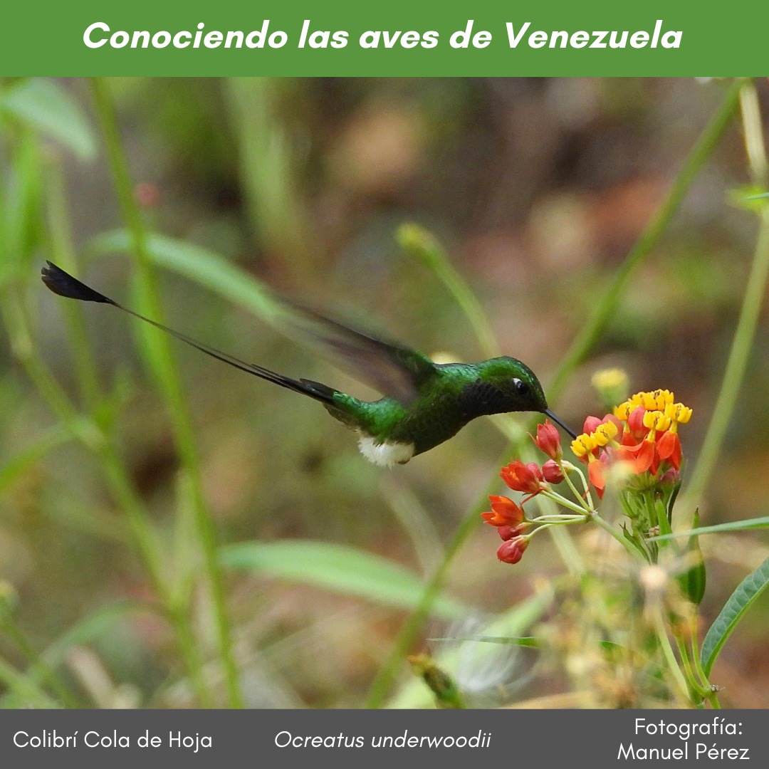 #ConociendolasavesdeVenezuela En los bosque húmedos montanos de los Andes y la Costa, el #ColibriColadeHoja #Ocreatus_underwoodii exhibe su larga cola y sus vaporosos muslos blancos, flotando y libando colgado de las flores. Foto <a href="/ManuCheff/">Manuel Pérez</a> Ver más instagram.com/p/C-K7q_SO4Kc/…