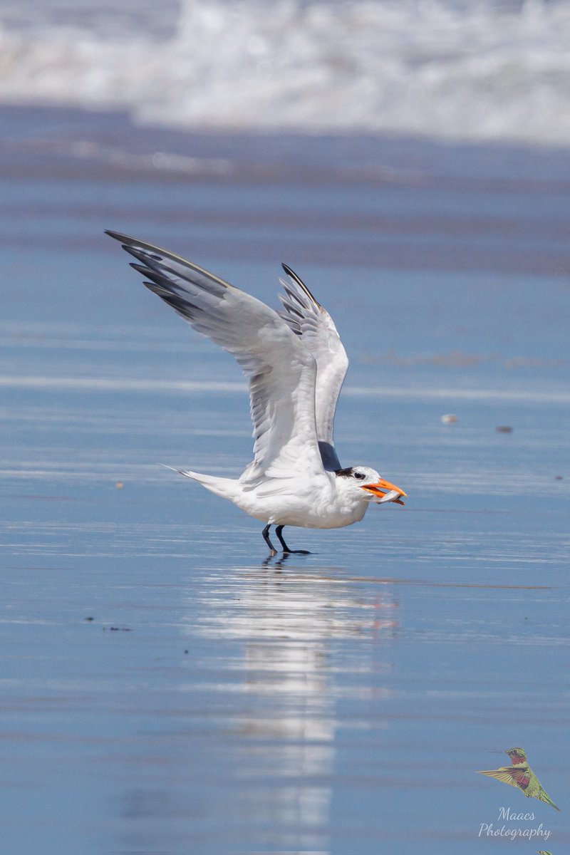 gone_mac's tweet photo. Royal Tern (Thalasseus maximus) AKA Bernie Saunders taking off with lunch.
Fernandina Beach, FL
#Canon EOS R7
Canon Rf 100-500mm
#royaltern #Thalasseusmaximus
#tern #seabird #birdphotography #birdwatchers #birdenthusiast #ornithology #canonfavpic #ShotOnCanon https://t.co/VtLUsDnF0d