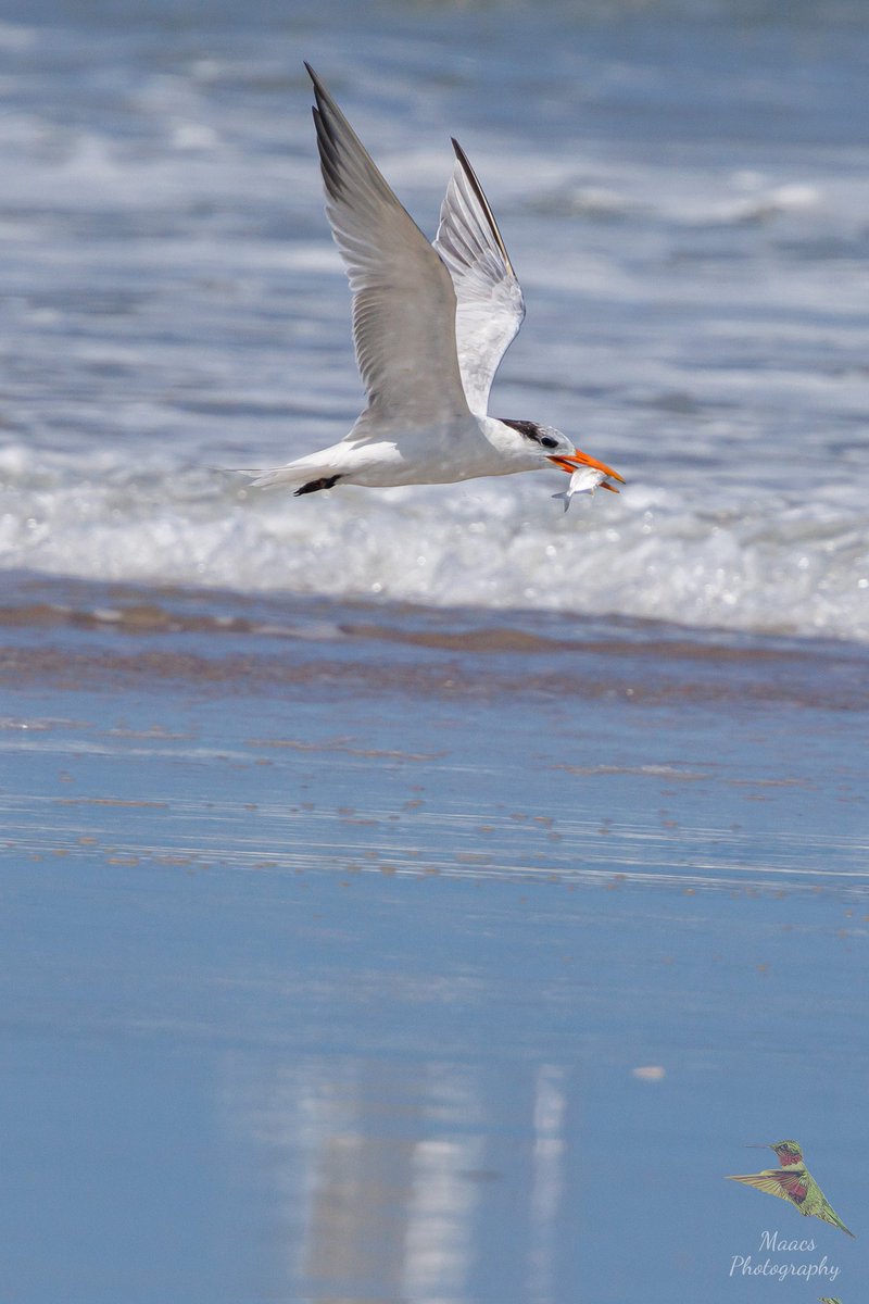 gone_mac's tweet photo. Royal Tern (Thalasseus maximus) AKA Bernie Saunders taking off with lunch.
Fernandina Beach, FL
#Canon EOS R7
Canon Rf 100-500mm
#royaltern #Thalasseusmaximus
#tern #seabird #birdphotography #birdwatchers #birdenthusiast #ornithology #canonfavpic #ShotOnCanon https://t.co/VtLUsDnF0d