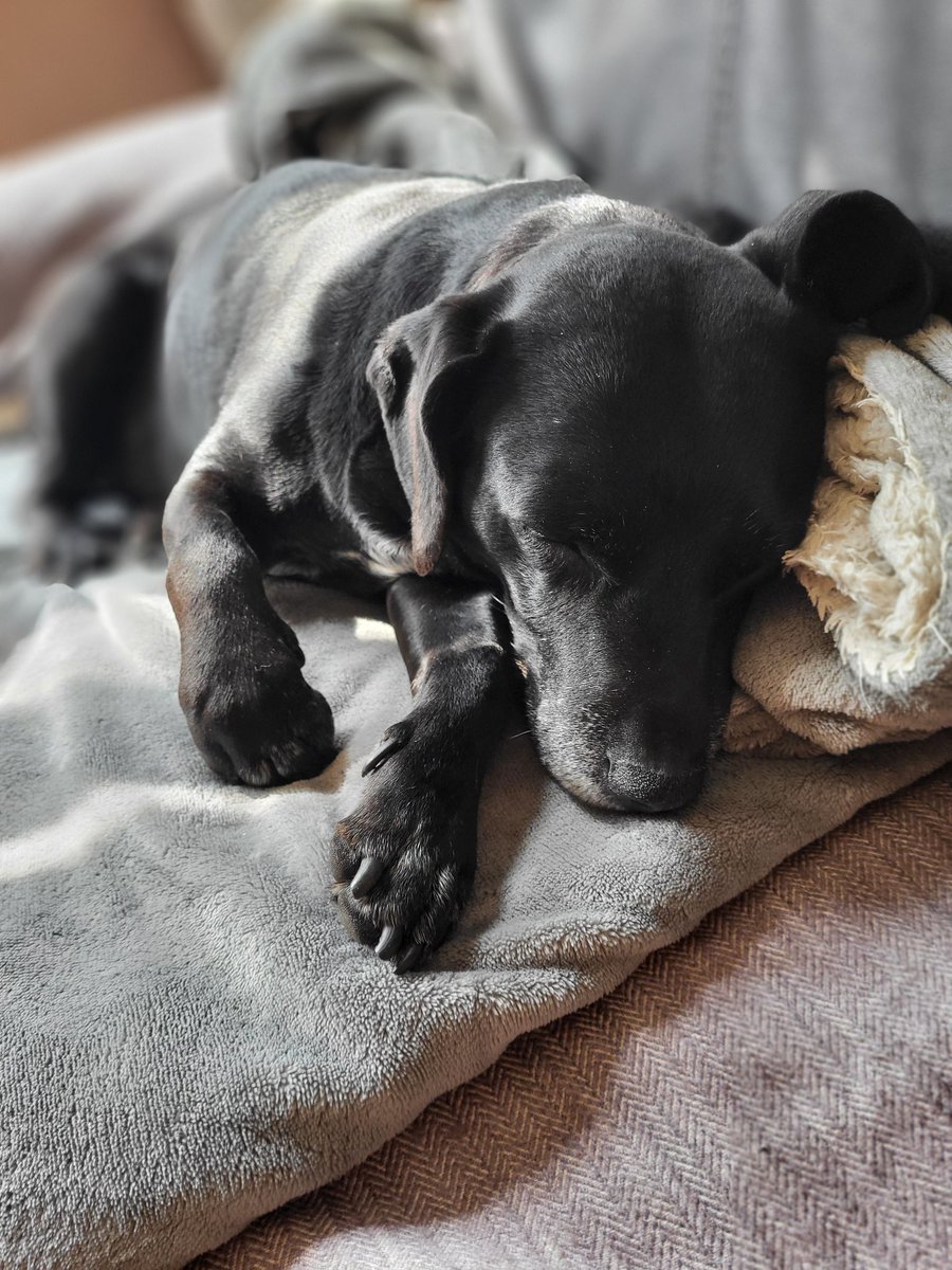 Joanne Fletcher 🏳️🌈🌱 tweet media