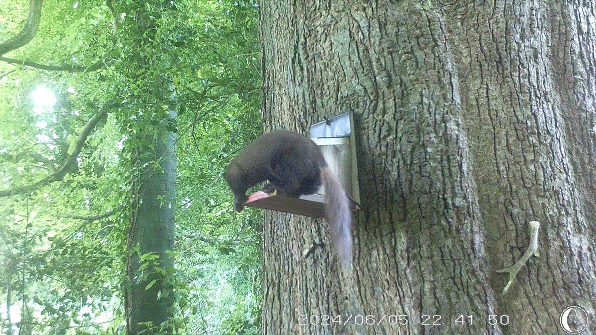 Haven't seen a blonde tail before.
<a href="/ScotSquirrels/">Saving Scotland's Red Squirrels</a> <a href="/OurSquirrels/">Save our Red Squirrels</a> <a href="/bedlington_reds/">Bedlington Reds</a> <a href="/Welshsquirrels/">Dr Craig Shuttleworth</a>
