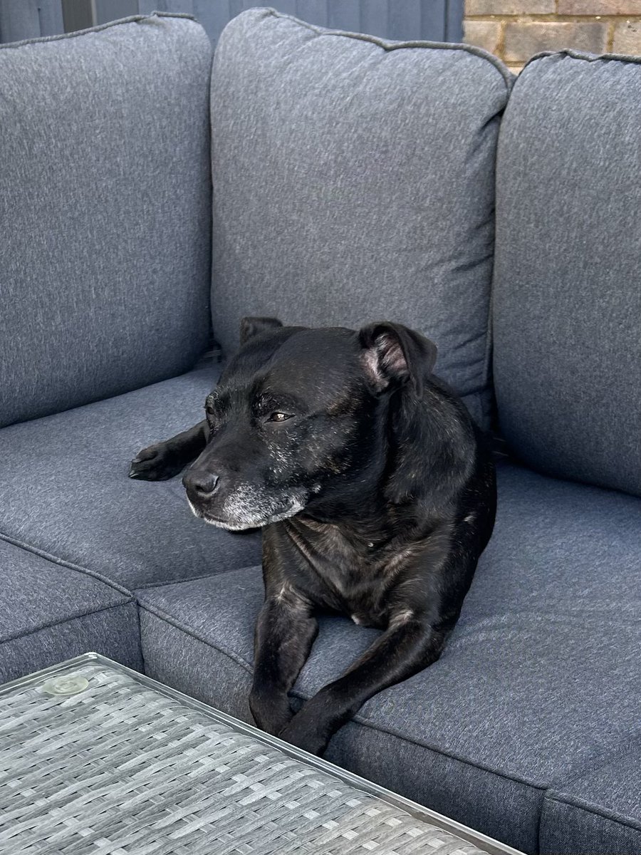 deanbartrip's tweet image. Love this kid! 🐶❤️👌🏻 #Staffy @DT_Essex