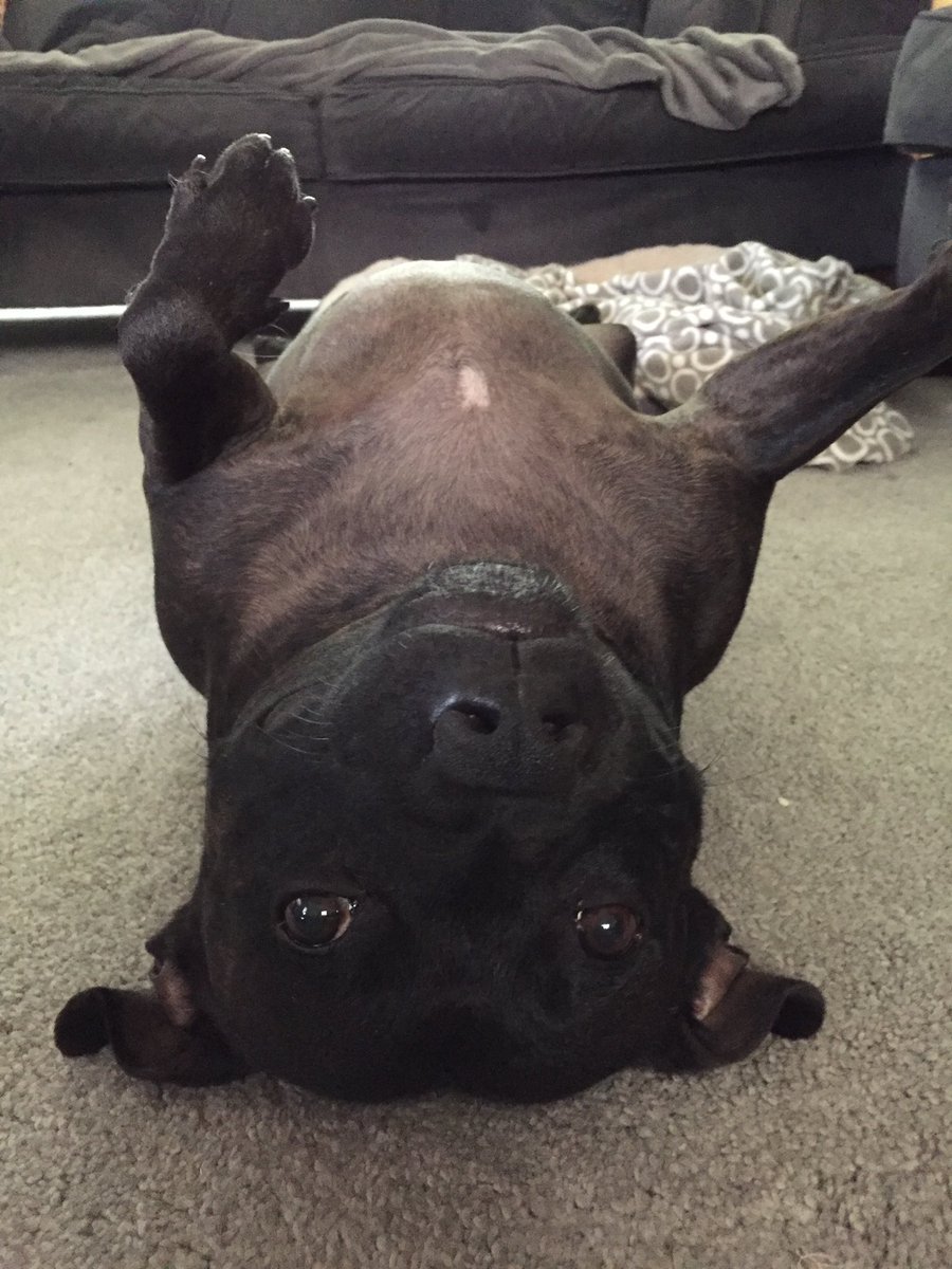 deanbartrip's tweet image. Love this kid! 🐶❤️👌🏻 #Staffy @DT_Essex