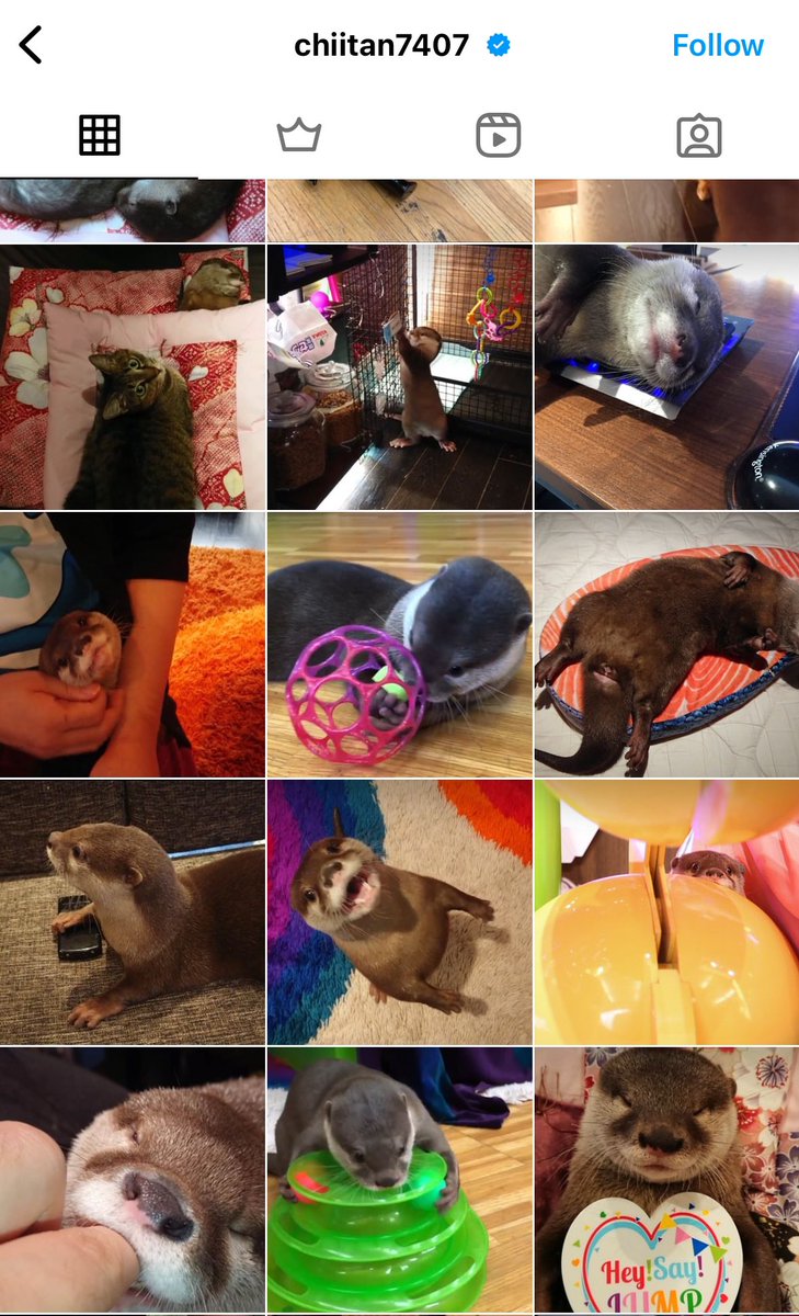 if you scroll down far enough on instagram you can find the actual chiitan otter