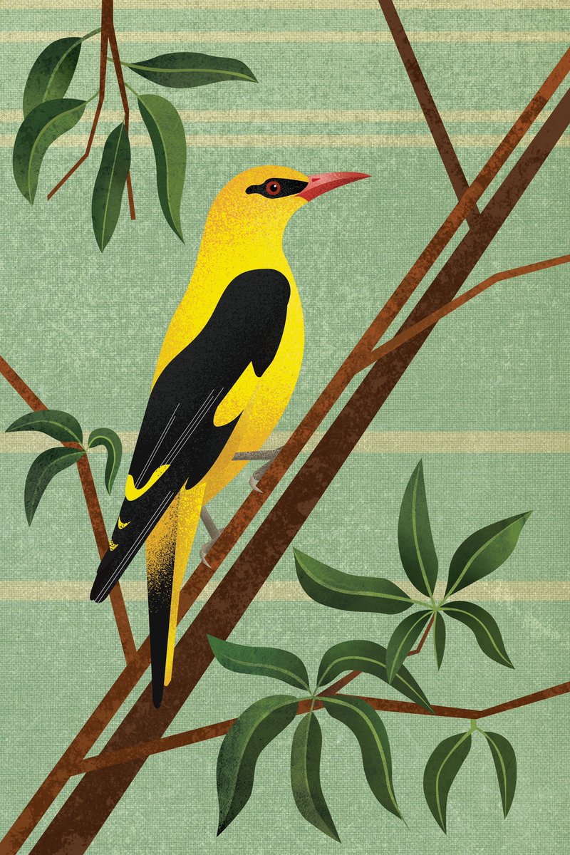 poojaslab's tweet photo. Indian Golden Oriole

#summerbirdchallenge https://t.co/sQZQee4EUA