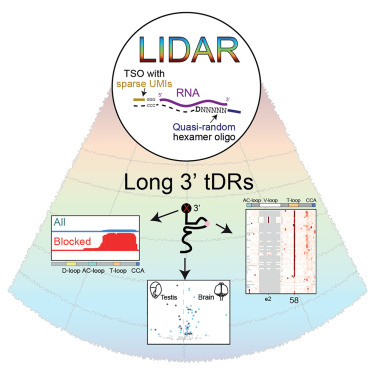 Online Now: A ligation-independent sequencing method reveals tRNA-derived RNAs with blocked 3′ termini dlvr.it/TBQN1g
