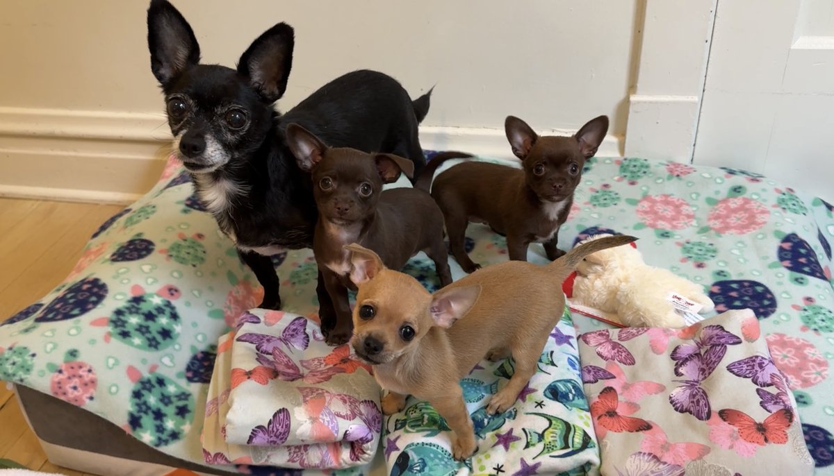 trioaf's tweet photo. Mama Evie is so proud of her 8 week old puppies. Ada, Beatrice and Emmitt sure do love their mama, too! https://t.co/Pu4mAyHlVx