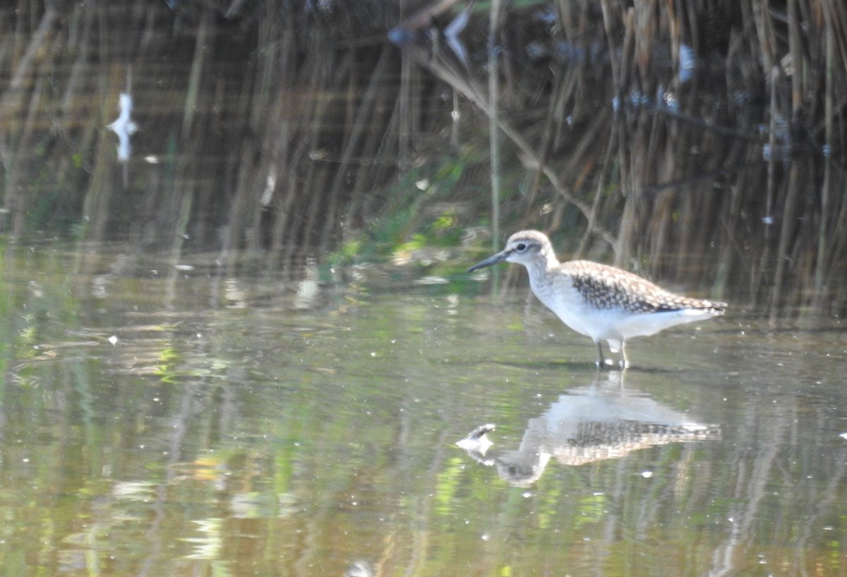 WildOnTheRoad's tweet photo. Wood sandpiper a first for me outside the Avocet Hide this afternoon. Thanks to @MartinAdams for the heads up 😊 #WildBrownsea @DWTBrownsea @DorsetWildlife @harbourbirds @DorsetBirdClub https://t.co/qwYJmNvciZ