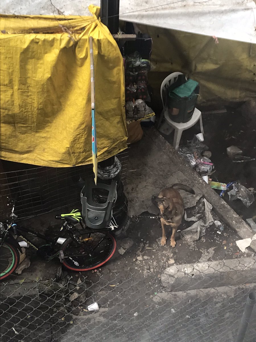 informa38977336's tweet photo. @SSC_CDMX por favor brigada animal puede acudir general anaya y san Ciprian en un puesto de chanclas tienen un perro amarrado de 9am a 20 hrs sin agua y comida, se la pasa ladrando y aventándose a la gente qué pasa https://t.co/6ZpeZsEUUr