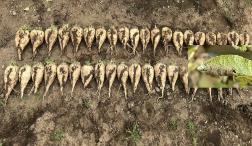 SyngentaUK's tweet photo. 🌞 Beet the heat with #QUANTIS!
Protect your sugar beet crops 2-3 days before temperatures reach 25⁰C. Stay ahead of the weather with the #QUANTIS heat prediction tool in #myFIELD.
& make sure to share a picture with us @SyngentaUK!
https://t.co/mD2gTYwaR6
#SugarBeet https://t.co/pfO89HD9gA