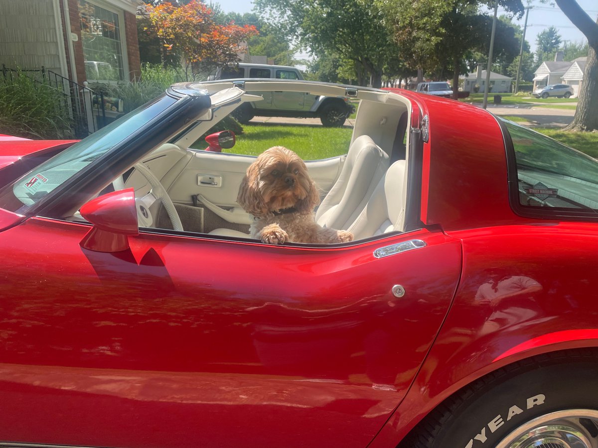 rebeccawetteman's tweet photo. Patrick doesn't know how to drive stick yet, but he still wants to be in the driver's seat! #PatrickFriday #HappyWeekend #dogs #dogslife #dogarefamily #dogmama #dogsofLinkedIn https://t.co/ZUjiLaBaMR
