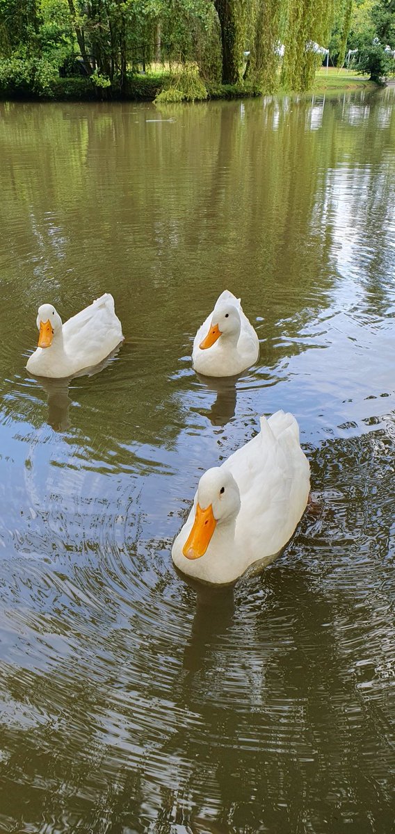 There's nothing quite so satisfying as a white duck ... except two white ducks ... or maybe three ...