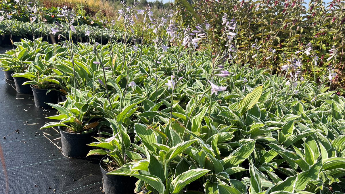 TamarNurseries's tweet photo. Hosta Francee produces heart shaped variegated leaves with a beautiful lilac bell-shaped flowers making this a charming addition to any planting scheme. https://t.co/fStXEPKERB