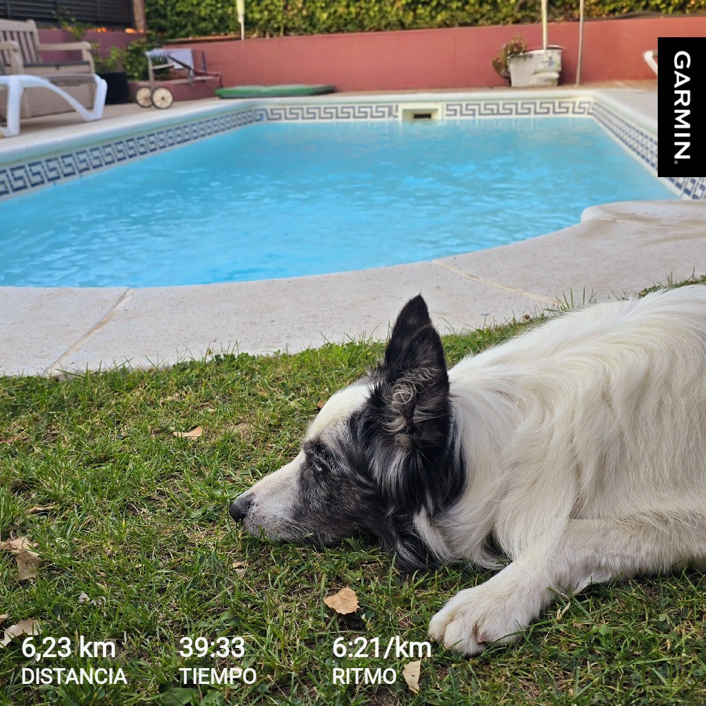 jonathanestrell's tweet image. Hoy de tranquis y chupando vitamina D que el finde se viene con más Kms 😎

No me gusta correr sin #Blues, que lo sepas 🥰

@ReyLoborebelion 
@KMSxELA 

#runningwithdogs
#correrconperro