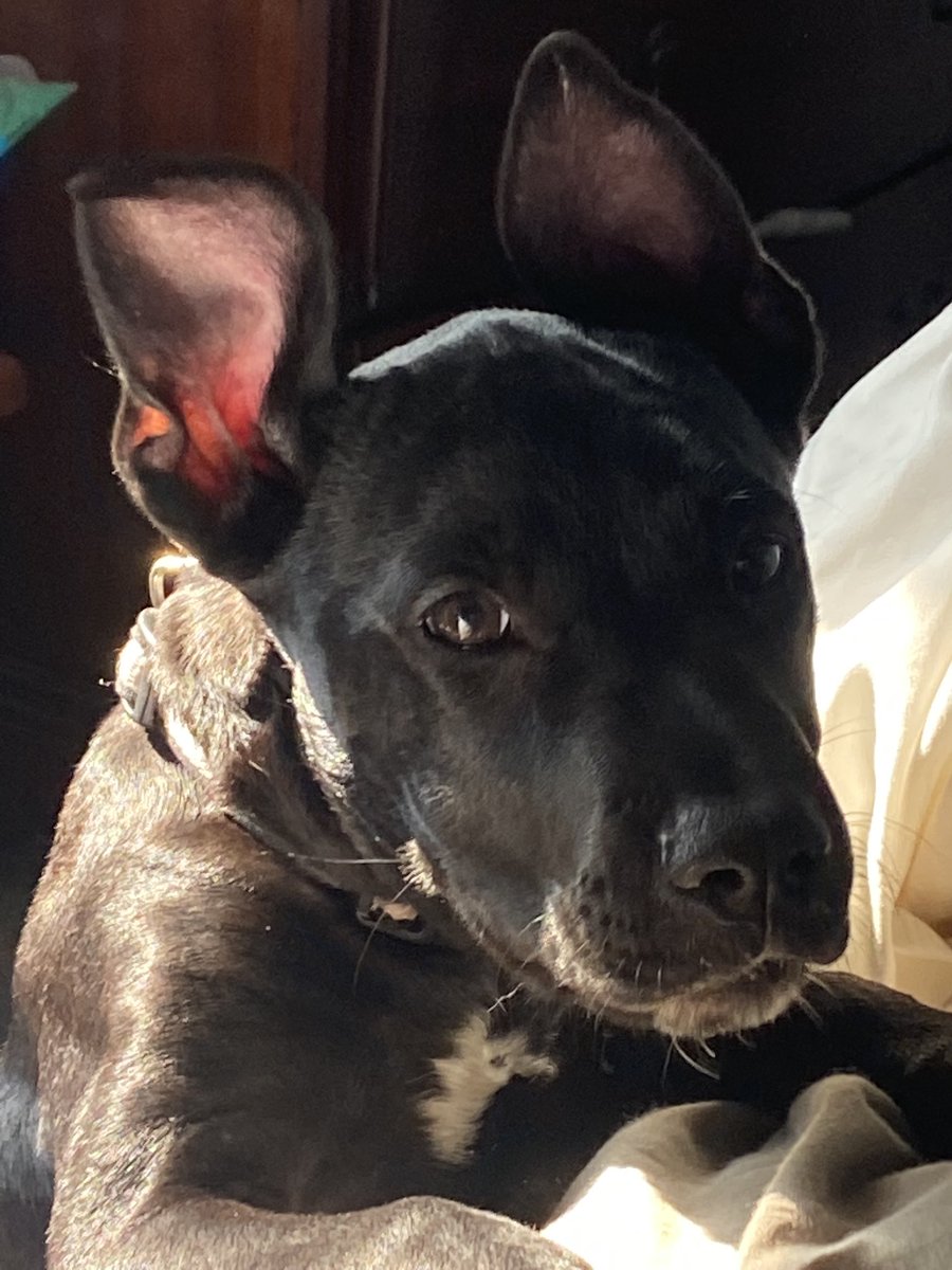 Baby Gorgeous