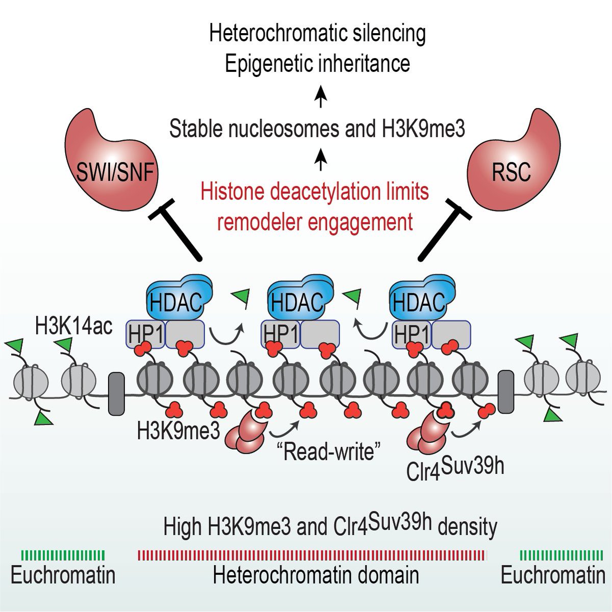 📢ACCESS DENIED!!
Ever wonder how heterochromatin causes transcriptional gene silencing and is epigenetically inherited? 
Excited to share our new story showing that histone deacetylation, a conserved feature of heterochromatin domains from yeast to mammals, limits access to