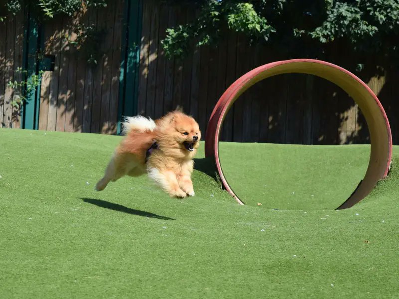 DogsTrust's tweet photo. The kind of news we love to hear on a Friday afternoon 👉 join Teddy in celebrating finding his forever home 👏🐶 
@DT_WestLondon https://t.co/LsHHkktNFb