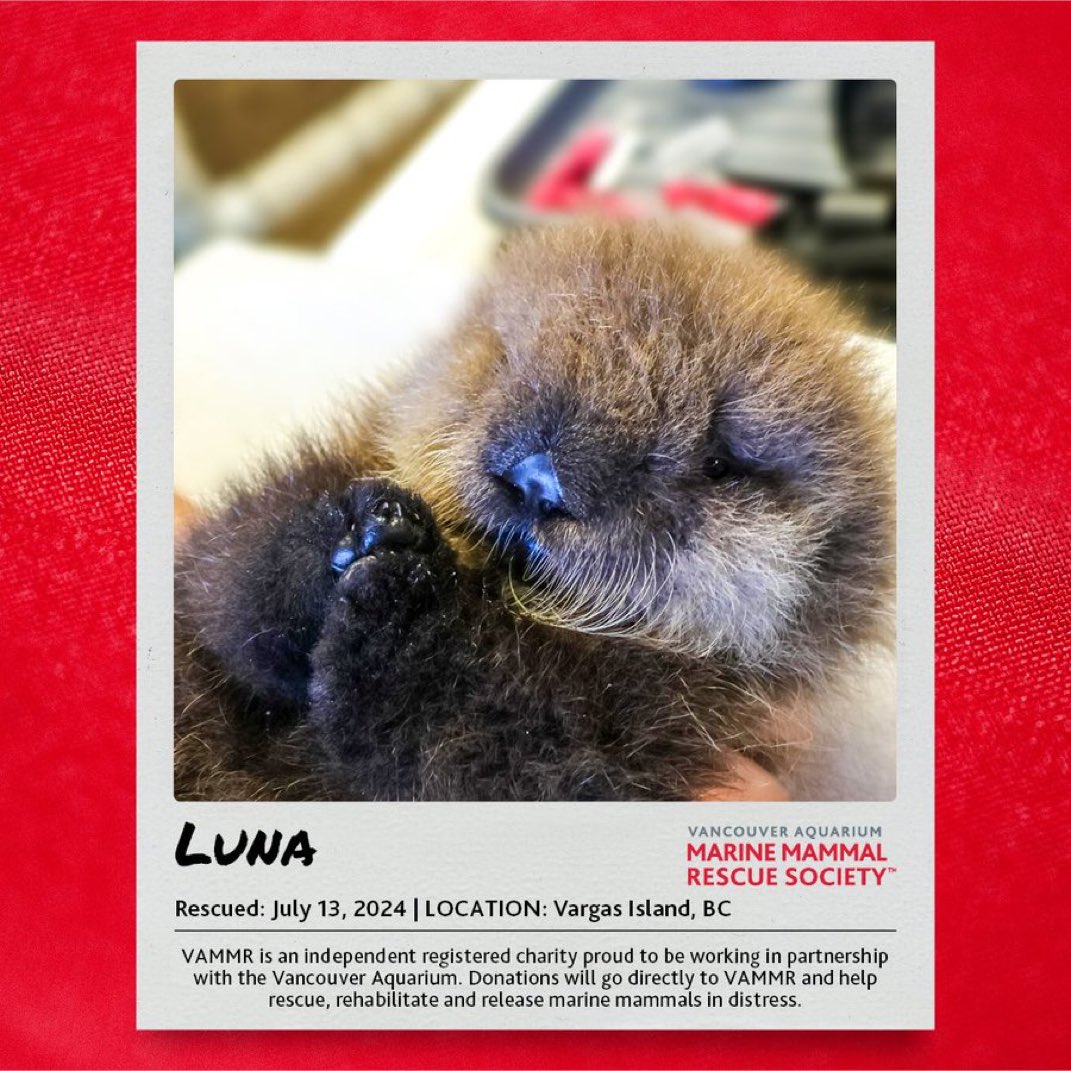 オランダの保護された野生アザラシのアザラシ幼稚園も良いですがカナダのバンクーバー水族館関連の海洋生物保護センターは寄付したら保護されたアザラシやラッコを養子縁組出来るよ
みんなも可愛い子を養子に迎えよう
この2匹は私が養子に迎えた可愛い子たち
vammr.org/how-to-help/ad…
#アザラシ幼稚園