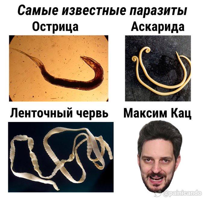 Не говоря уже о выдвижении на выборы с двойным гражданством, липовым аттестатом и левой декларацией о доходах. Кац — паразит, который мешает настоящей оппозиции делать реальные дела, а когда они добиваются успеха — кидается в них говном.