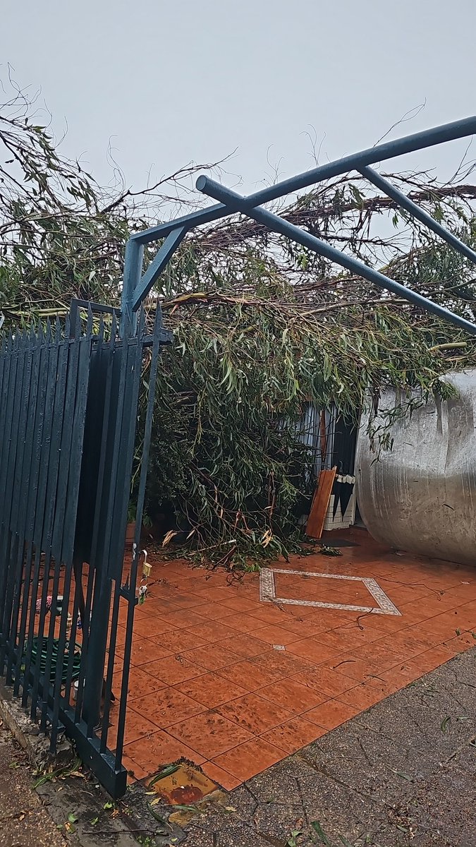 fmolinpe's tweet photo. @TomasVodanovic Marta Ossa Ruiz con chungungo cayo arbol de más de 10 15 metros destruyo todo el techo...la mantencion del arbol no fue realizada quien responde ahora?? @TomasVodanovic https://t.co/7tUpGkFKWE