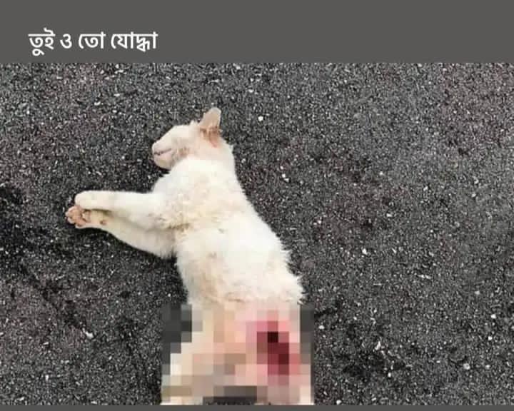 Rahim_abedin's tweet photo. Image: A cat dead in the streets in Khulna today(02.08.2024) by aimless firing by police. Students are under attack in khulna now.
#StepDownHasina
#SaveBangladesiStudents
#StudentsUnderAttack
#StepDownBdPolice #BangladeshBleeding
#BangladeshiStudentsareinDanger
#CatPeople https://t.co/y39II2xmgM
