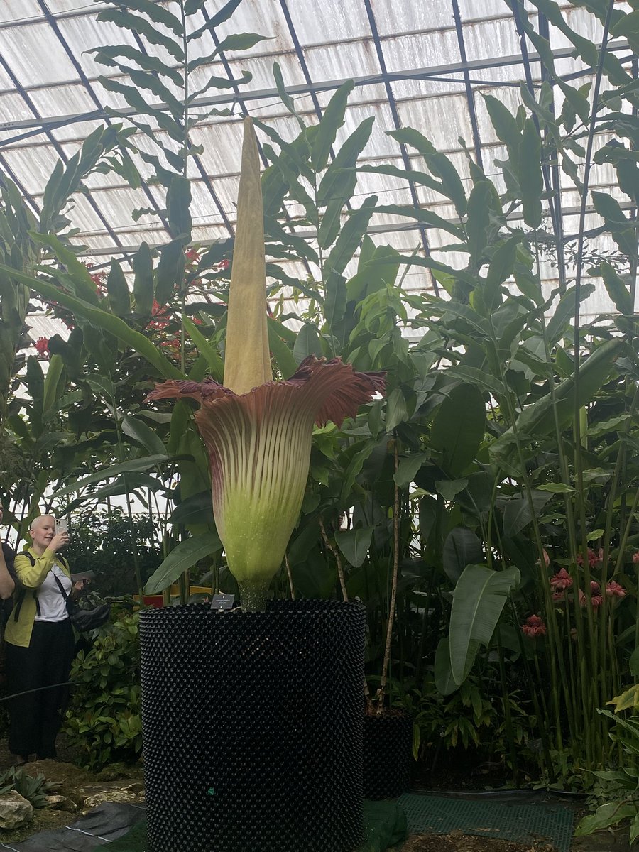 M O T H E R <a href="/TitanArumRBGE/">Titan Arum Edinburgh</a>