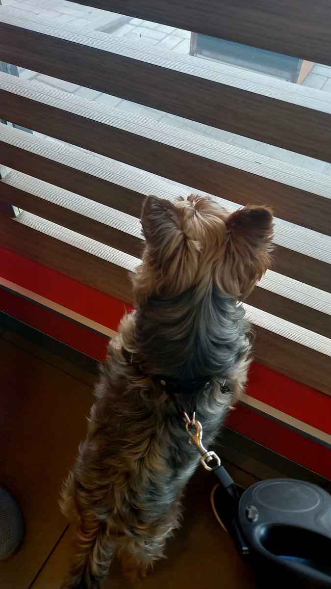 Anna Rivis tweet media