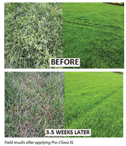 Reseeding this Autumn, read about our clover safe options in our August letter
quinns.ie/index.php/augu…