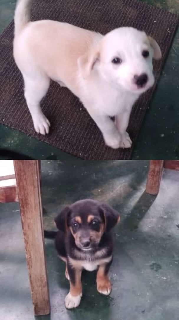Hermanitos están buscando un hogar. Son de San Antonio de los Altos. Están desparasitados y ya comen solitos. Tienen 2 meses. Interesados por más información escribir al: 04241102552