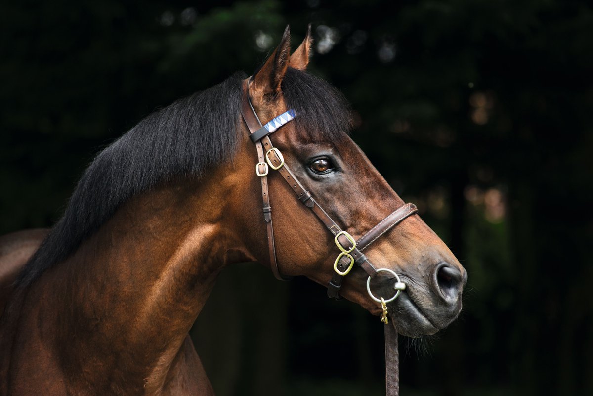 DarleyEurope's tweet photo. 🇬🇧🇫🇷 Keep an eye out for the G1 Preis der Diana at Dusseldorf on Sunday where 4️⃣ Darley stallions will be represented 👀
Bubble Gum (#ClothOfStars) – bred by R Shaykhutdinov
Darnation (#TooDarnHot) – bred by Newtown Anner Stud
Diamond Crown (#Cracksman) – bred by Gestut Brummerhof
Diya (#Dubawi) – bred by Gestut Brummerhof
Good luck to all connections! 🍀
