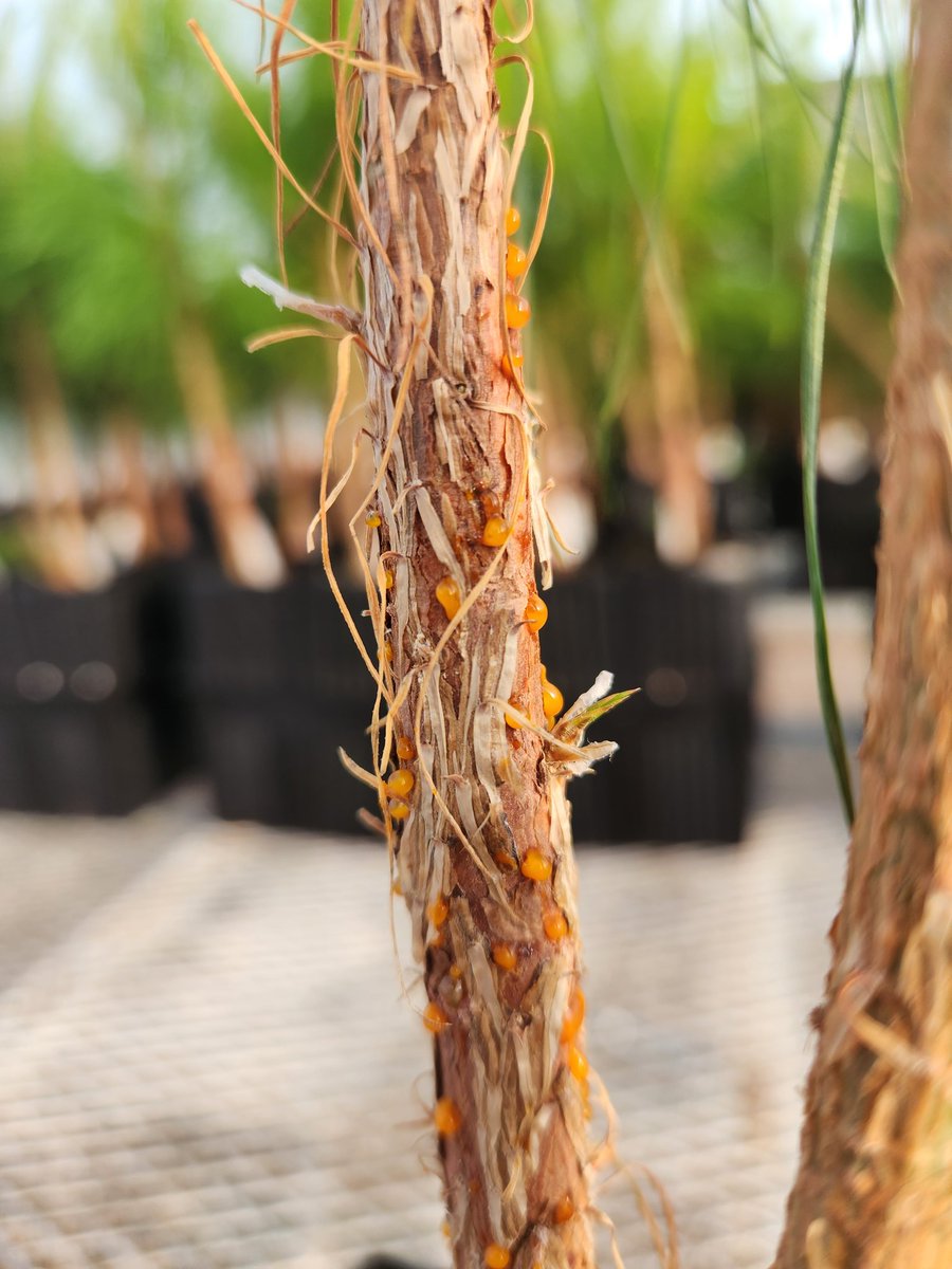 MollyIrvin2's tweet image. The pathologist in me loves to see some active pycnia! #fusiformrust