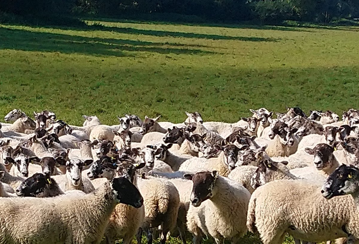 SheepVetsoc's tweet photo. Pls help Vet student from @EdinburghUni 
Looking for Farmers and Vets to complete following survey on researching the opinions of farmers and vets into the treatment of foot problems in sheep.
LINK : 
https://t.co/0bLSKvMZT7
#teamsheep https://t.co/XMfrheL0ZD