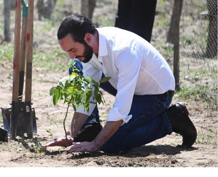 Sembremos Árboles, sembremos vida, honorable presidente <a href="/nayibbukele/">Nayib Bukele</a> le solicito muy respetuosamente envíe iniciativa de Ley a efecto de incentivar a los Ciudadanos que ayuden a reforestar nuestro país.